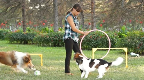 A Dog Jumps Through A Ring Stock-Footage 51968151