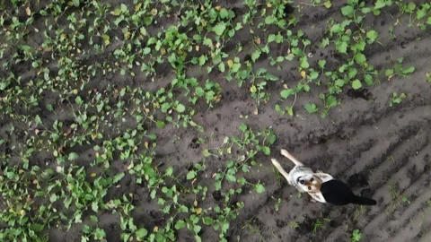 The dog jumps to the top right into the camera Stock Footage 197405662