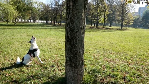 Dog jumps up tree trying to chase a squirrel Stock Footage