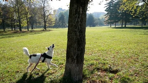 Dog jumps up tree trying to chatch a squirrel 動画素材 123737070