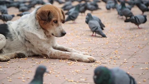 DOG AT KATHMANDU Stock Footage 124448114