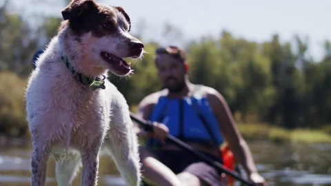 A dog in a kayak Stock Footage 138385681
