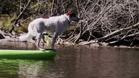 A dog on a kayak Video stock 138389403