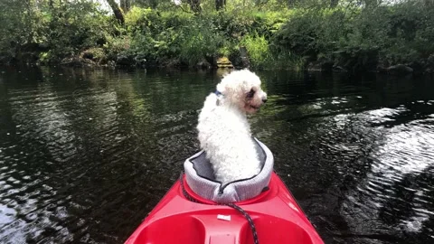 A dog in a kayak Stock Footage 138947375