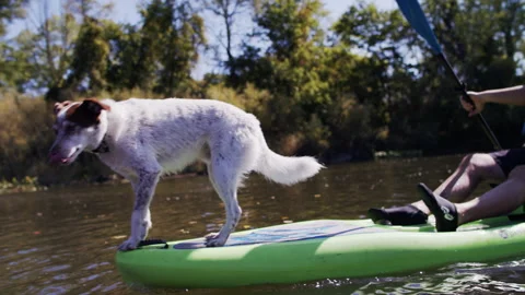 A dog on a kayak on a river Stock Footage 138598744