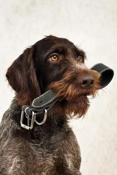 Dog keeps collar in his teeth Stock Photos