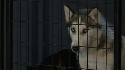Dog in Kennel Stock Footage 47859382