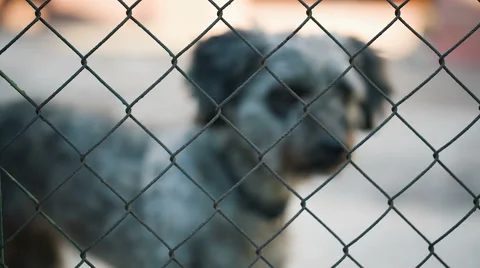 Dog at kennel Stock Footage 64709042