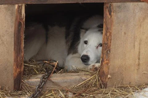 Dog in the kennel Stock Photos