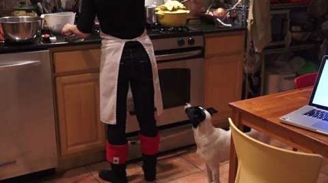 A dog in the kitchen Video stock 33387684