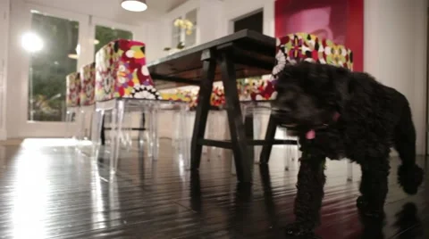 Dog in the Kitchen Video stock 40042507