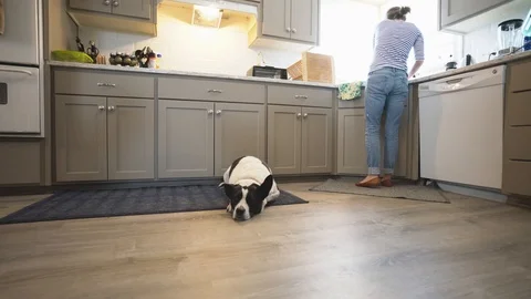 Dog in the kitchen Stock Footage 93619074