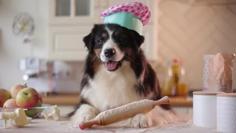 Dog in a kitchen hat and an apron prepares pastries with a rolling pin. Funny Stock Footage 278291690
