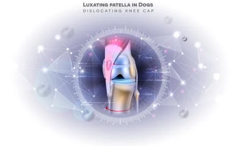 Dog knee joint problems Illustrazione stock