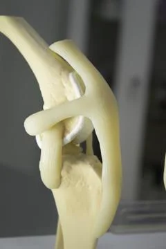 Dog Knee Foto stock