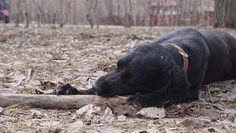 Dog kocker-spaniel chewing on a stick in grass Russia. Closeup Of Cute Stock Footage 75908988