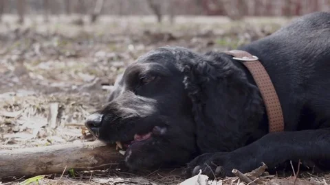 Dog kocker-spaniel chewing on a stick in grass Russia. Closeup Of Cute Stock Footage 75909015