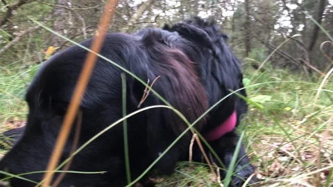Dog Labrador Exploring the Forrest 4K Pets Animal Stock Footage 114769148