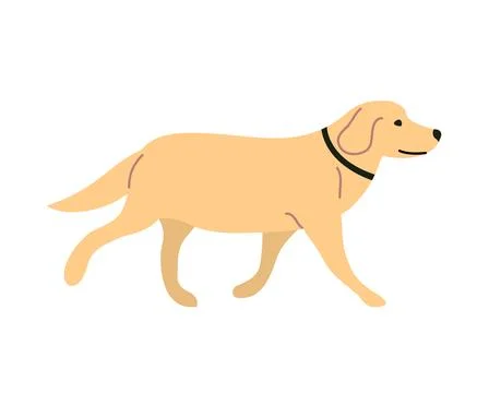 Dog labrador isolated on a white background Stock Illustration