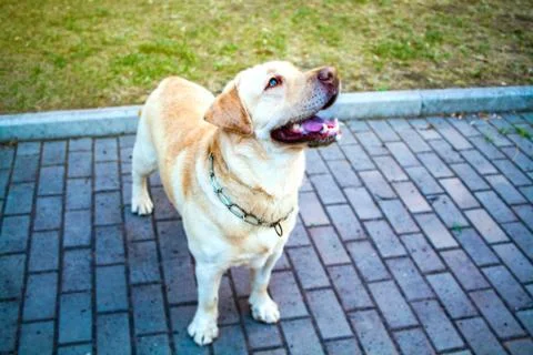 Dog Labrador Stock Photos