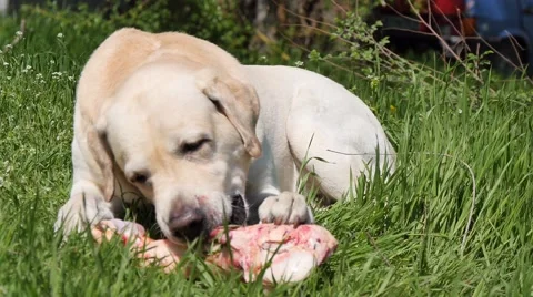 Dog, Labrador Retrieve Video stock 49554788