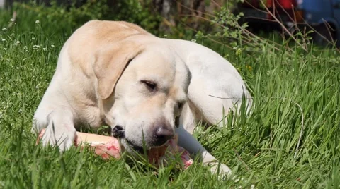Dog, Labrador Retriever Stock Footage 49552249