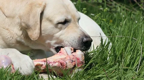 Dog, Labrador Retriever Stock Footage 49560435