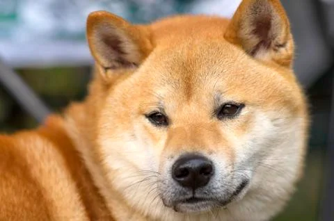 Dog Laika close-up Stock Photos