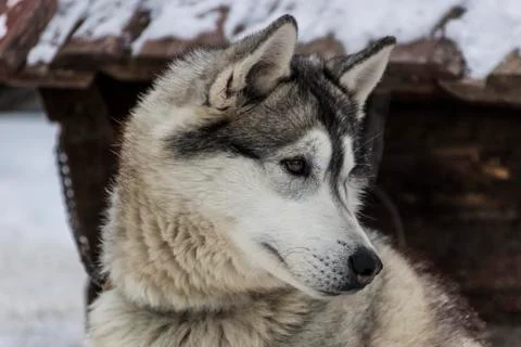 The dog Laika Foto stock
