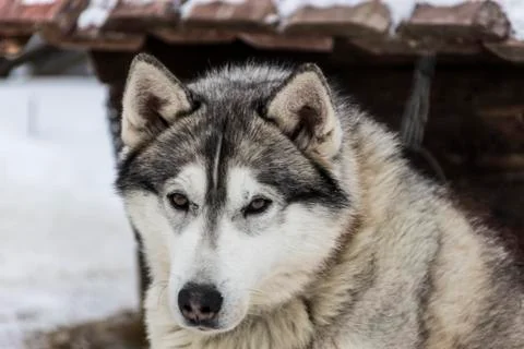 The dog Laika Stock Photos