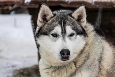 The dog Laika Stock Photos