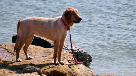 Dog by the lake Stock Footage 24518444