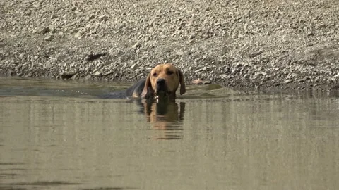 Dog in the lake Stock Footage 147513292