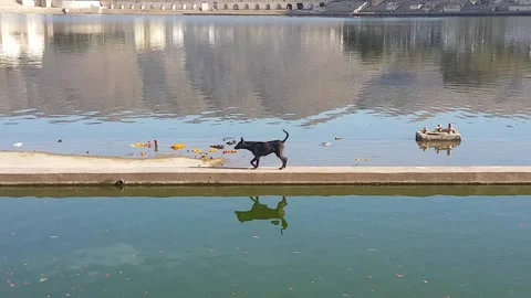 A dog by Lake Pushkar. Stock Footage 167891133