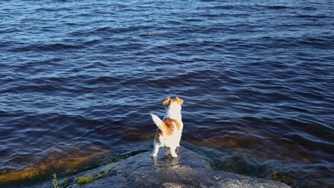 Dog on the lake shore. Wirehaired Jack Russell Terrier on a walk. Pet barks at t Stock Footage 286806488