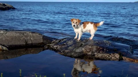 Dog on the lake shore. Wirehaired Jack Russell Terrier on a walk Video stock 286807416
