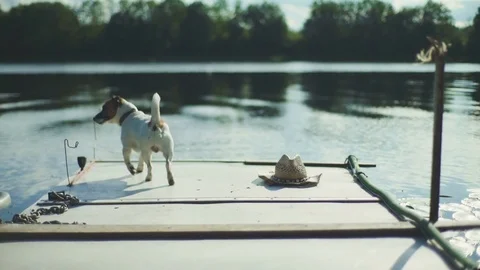 Dog On Landing Stage Stock Footage 78674716