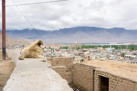 Dog with landscape view Stock Photos
