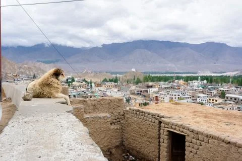 Dog with landscape view Stock Photos