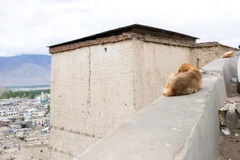 Dog with landscape view Stock Photos