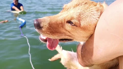 Dog on Lap 動画素材 165595315