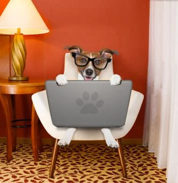 Dog with laptop pc computer Foto stock