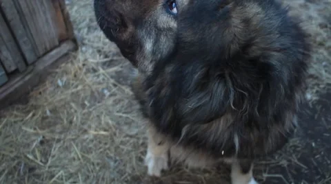 Dog large close-up Video stock 61271409