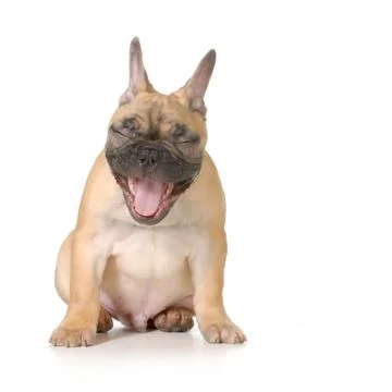 Dog laughing Stock Photos