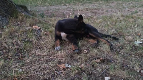 Dog on the lawn Stock Footage 313228928