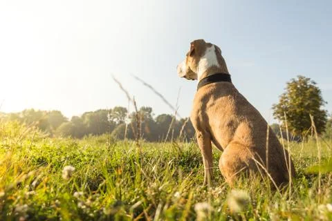 Dog on the lawn Stock Photos