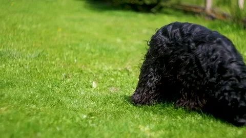 A dog on the lawn sniffing Stock Footage 239068958