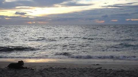 A dog lay on the beach with suunset at Koh Tao in Suratthani, Thailand Stock Footage 80901350
