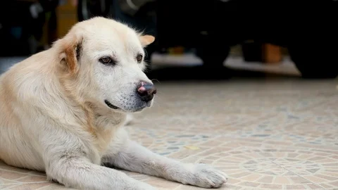 Dog lay down and stay to take rest Stock Footage 100743399
