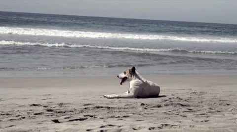 Dog lay down at the beach Stock Footage 45588314